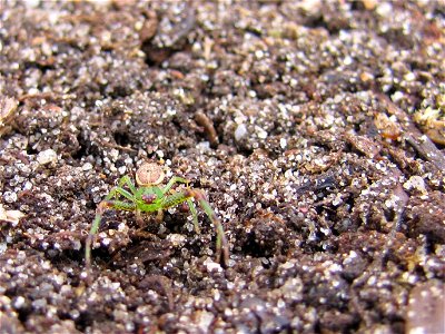groene krabspin - Diaea dorsata