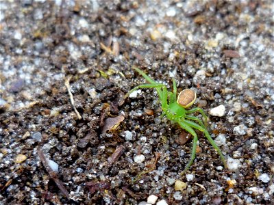 groene krabspin - Diaea dorsata