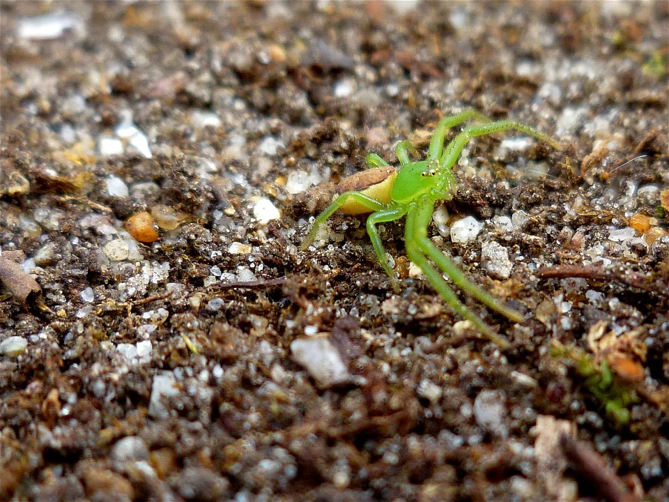 groene krabspin - Diaea dorsata