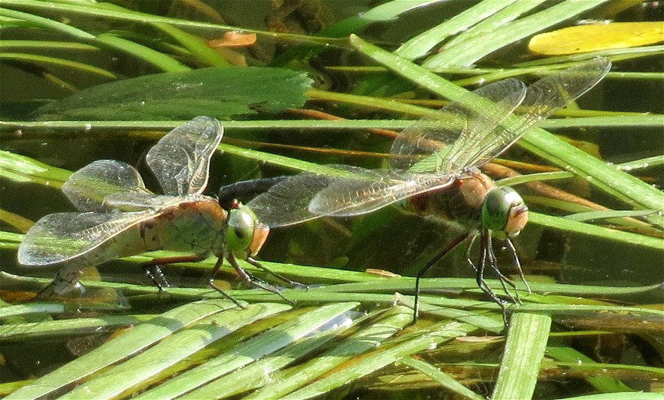 Kleine Königslibelle (Anax parthenope) auf Einfachem Igelkolben (Sparganium emersum) an der Saar in Saarbrücken