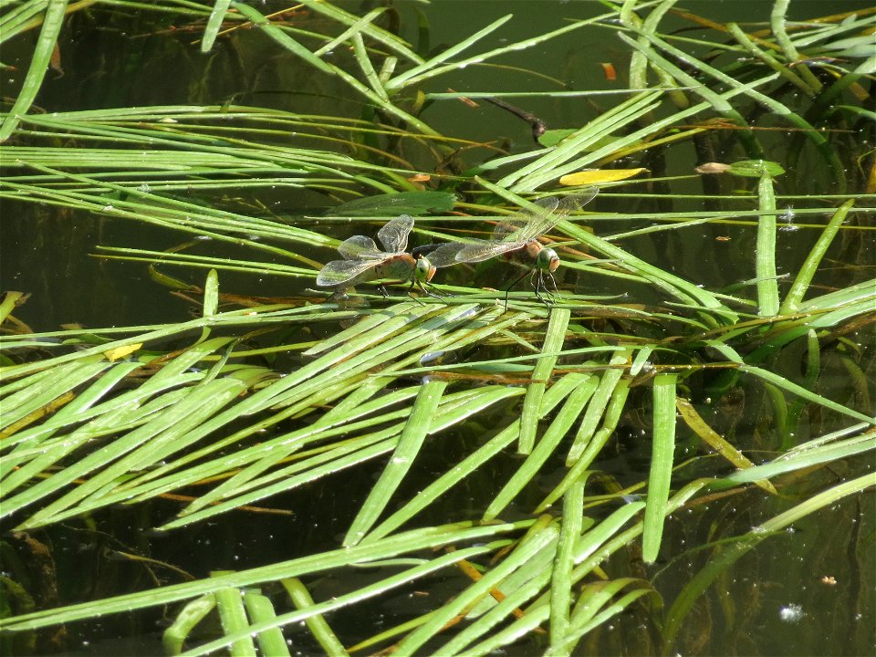 Kleine Königslibelle (Anax parthenope) auf Einfachem Igelkolben (Sparganium emersum) an der Saar in Saarbrücken