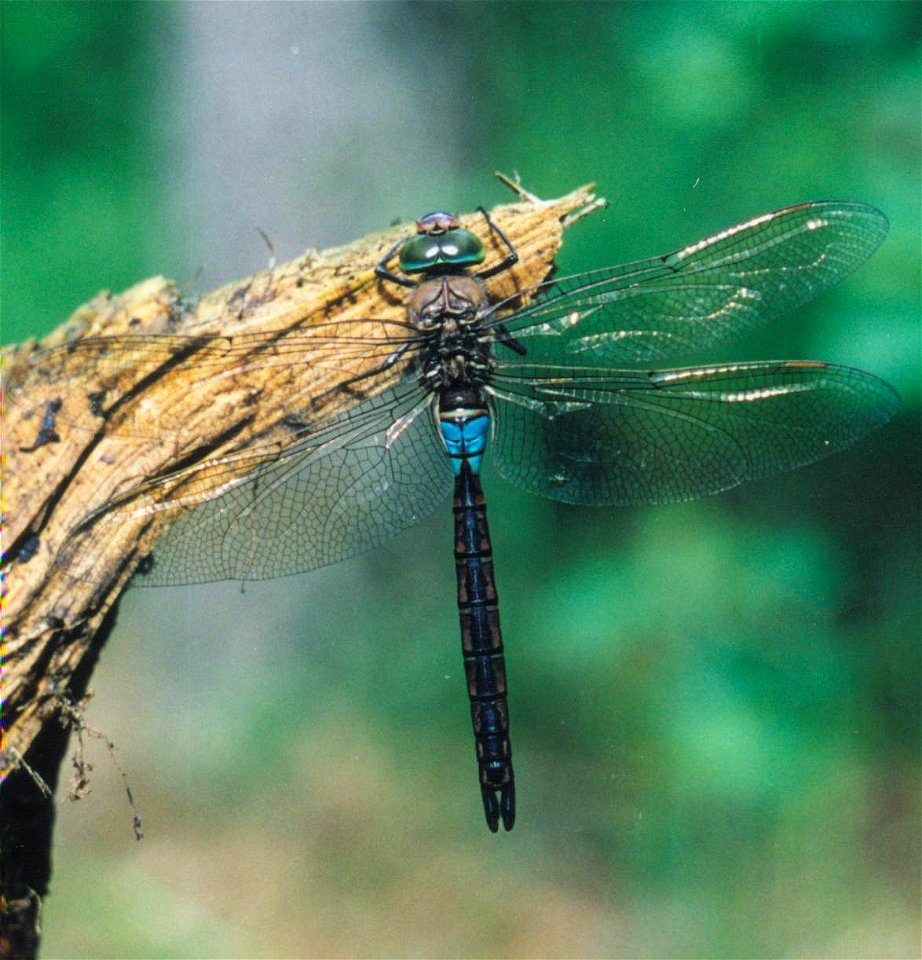 Anax parthenope photo