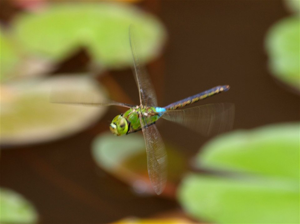 Anax parthenope at Shimanto City,Kochi Pref,Japan