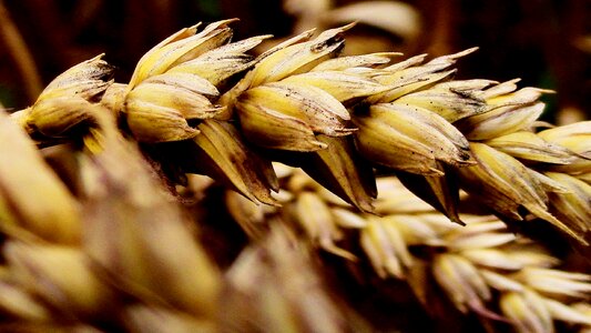 Agriculture natural summer
