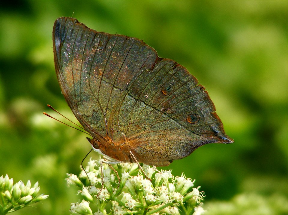 Autumn Leaf (Doeleschallia bisaltide)