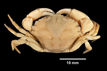 PRESERVED_SPECIMEN; ; 70% alc.; ; New Haven, Conn. A. E. Verrill; IZ number 1243; lot count 2; male; photo