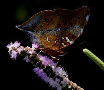 Autumn leaf_ Doleschallia bisaltide malabarica_ female photo