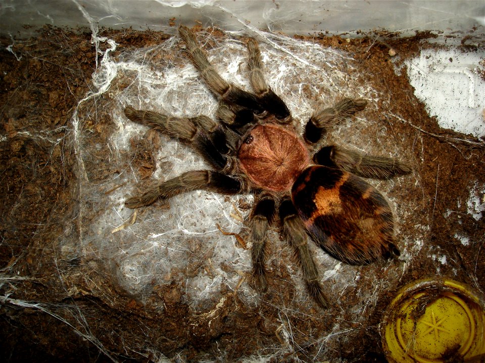 Davus fasciatus, adult female