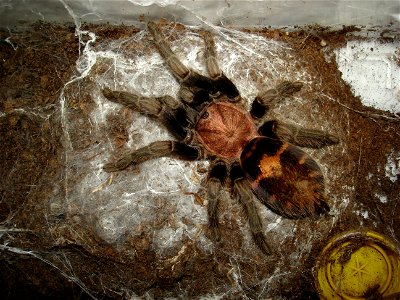 Davus fasciatus, adult female
