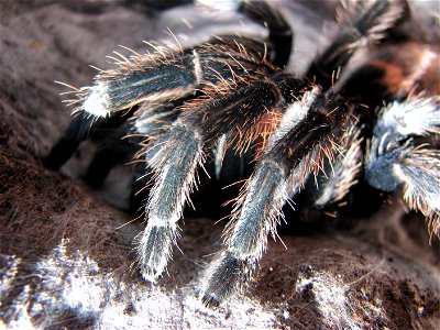 Davus fasciatus, adult female after moulting.