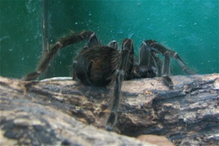 PAMPHOBETEUS NIGRICOLOR
