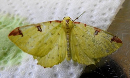 Opisthograptis luteolata Braintree, Essex, UK photo