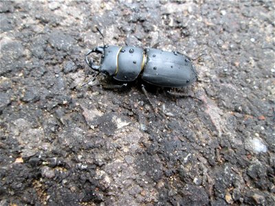 Balkenschröter (Dorcus parallelipipedus) vorm Hauptfriedhof in Alt-Saarbrücken