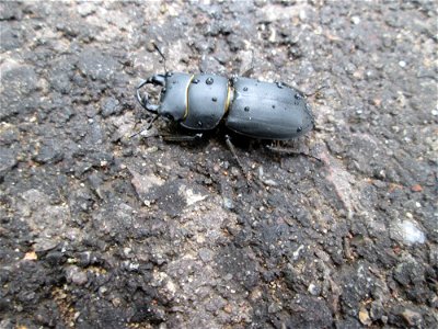 Balkenschröter (Dorcus parallelipipedus) vorm Hauptfriedhof in Alt-Saarbrücken photo