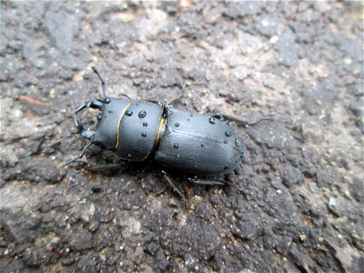 Balkenschröter (Dorcus parallelipipedus) vorm Hauptfriedhof in Alt-Saarbrücken