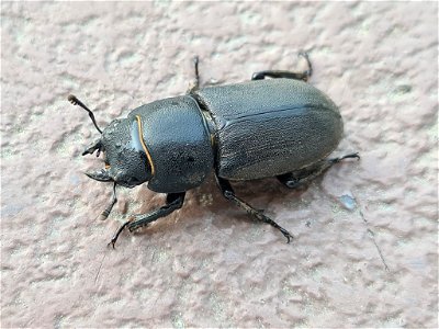Lesser Stag Beetle (Dorcus parallelipipedus) photo