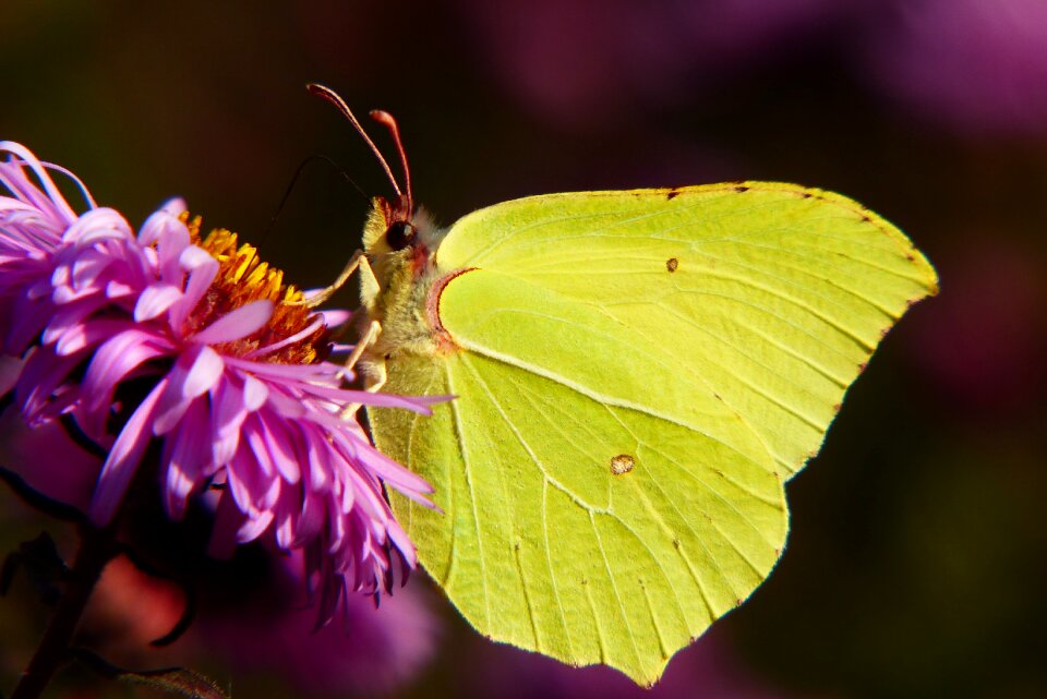 Flower apiformes animals