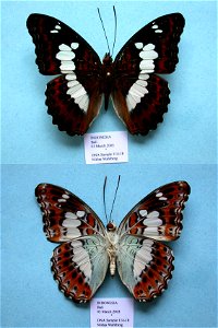 INDONESIA.   Bali,  PRS 2009,  Exemplar, PBStest,  <a href="http://nymphalidae.utu.fi/story.php?code=NW114-18" rel="nofollow">see in our database</a>