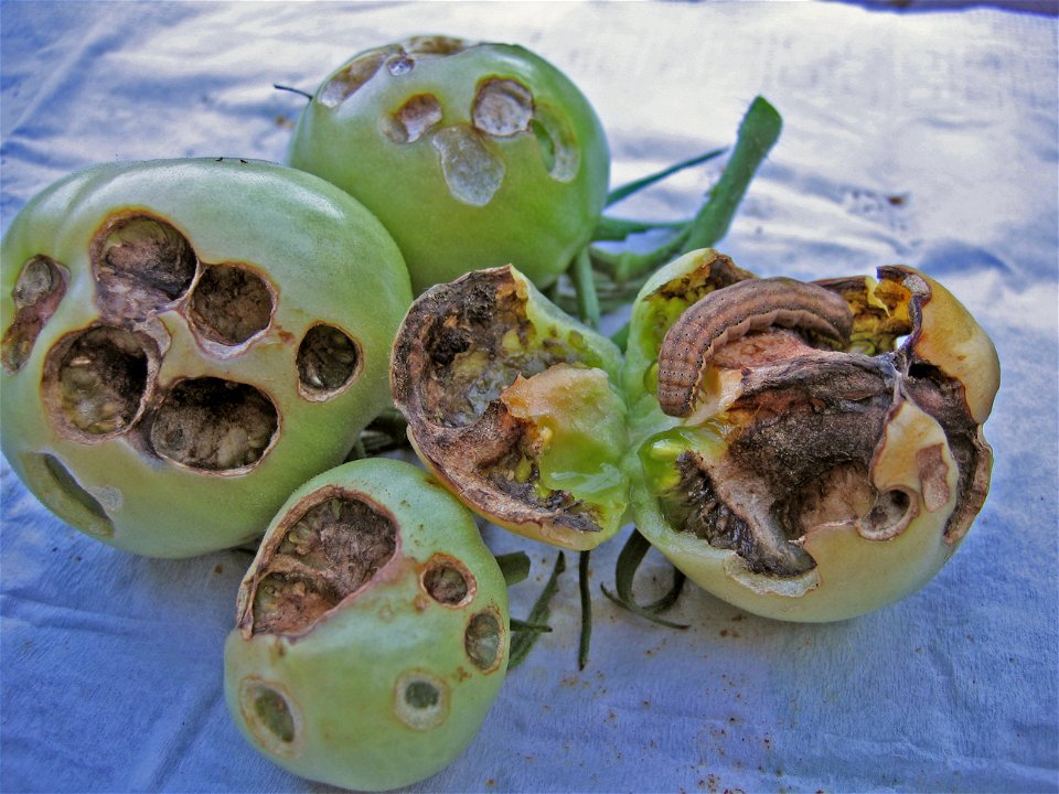 Raupe des Nachtfalters Gemüseeule auf Tomaten photo