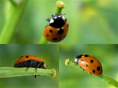 Lady bug - 11-dots (Coccinella undecimpunctata) - composition.
Location: Sittard, Netherlands
Keywords: red, black, 11,
---
Elfstippelig lieveheersbeestje (Coccinella undecimpunctata) - compositie.
Lo