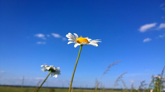 Summer nature spring