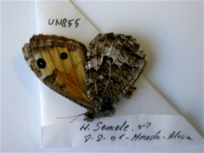 UN0855,  <a href="http://nymphalidae.utu.fi/story.php?code=JL8-22" rel="nofollow">see in our database</a>