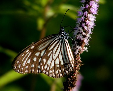 Glassy Tiger_Parantica aglea photo