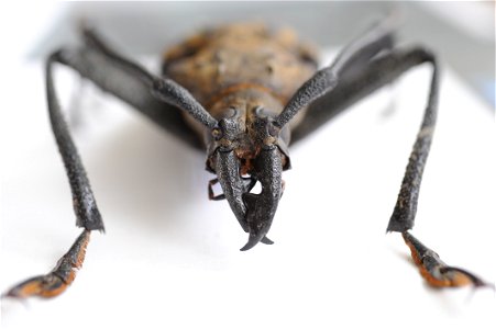 Xixuthrus heros, Fiji longhorn beetle photo