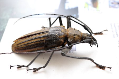 Habitus of Xixuthrus heros, the Fiji longhorn beetle, second largest species of beetle in the world.