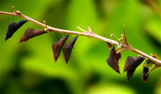 Host Plant: Manila Tamarind · Pithecellobium flexicaule
i guess all the pupae i found in the tip of the twigs in the field were infected.

the wasp can be Chalcid sp. thanks Mr. Anirudha and mr. kishe