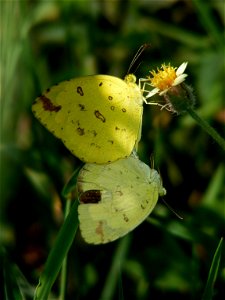 Three spot Grass Yellow_Eurema blanda photo