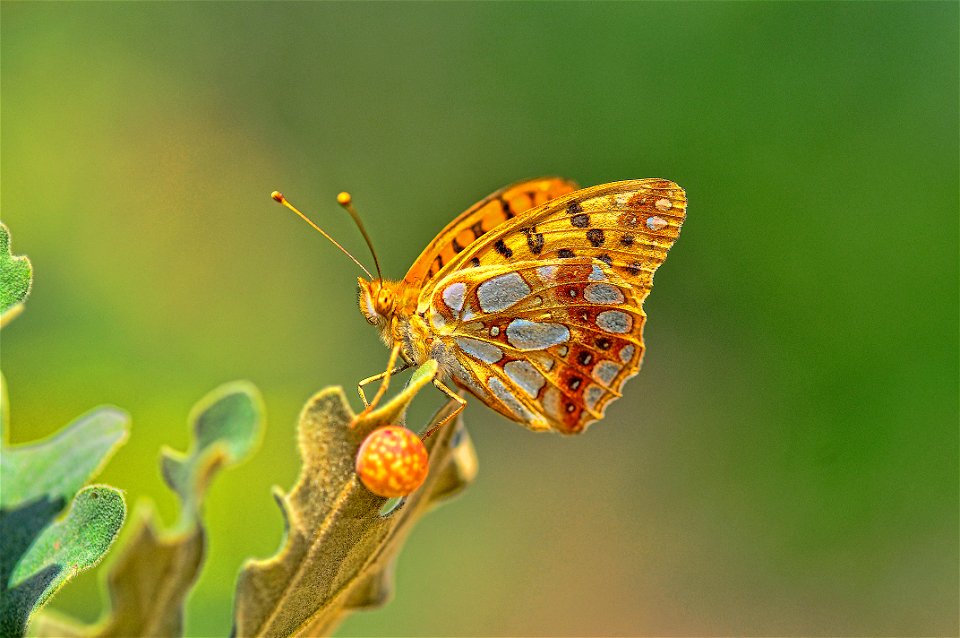 Esta especie está presente casi todo el año, con tres o cuatro generaciones sucesivas. Los huevos se colocan por separado en la parte inferior de las hojas de la planta huésped. El ciclo larvario es e