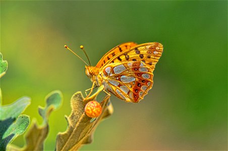 Esta especie está presente casi todo el año, con tres o cuatro generaciones sucesivas. Los huevos se colocan por separado en la parte inferior de las hojas de la planta huésped. El ciclo larvario es e