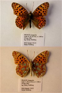 FRANCE.   Aude, Pic de Nore, el 1100 m,  ISE 2006, SysBiodiv 2010,  Exemplar,  <a href="http://nymphalidae.utu.fi/story.php?code=NW118-22" rel="nofollow">see in our database</a>