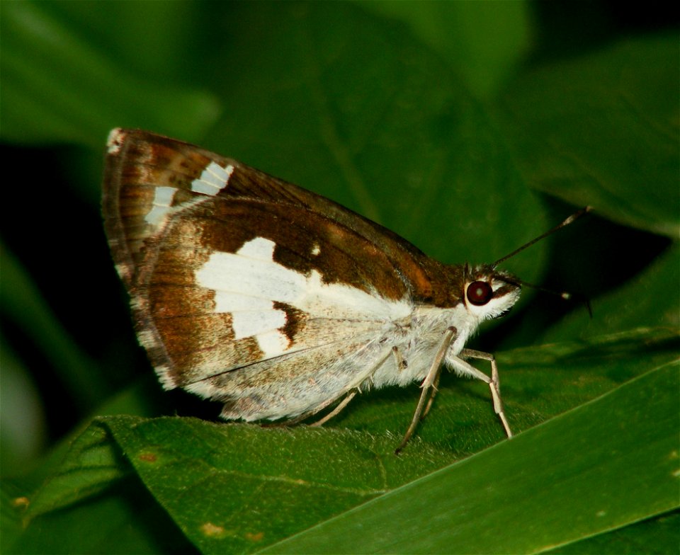 Life Cycle of Grass Demon_Udaspes folus
