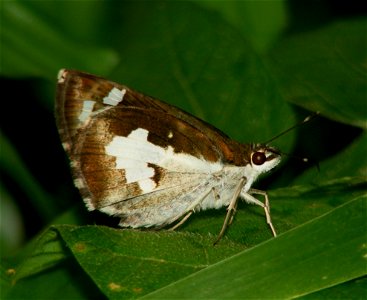 Life Cycle of Grass Demon_Udaspes folus