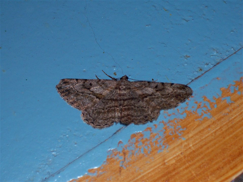 A butterfly, Peribatodes rhomboidaria, picture taken in Tbilissi, Georgia