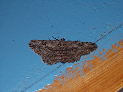 A butterfly, Peribatodes rhomboidaria, picture taken in Tbilissi, Georgia