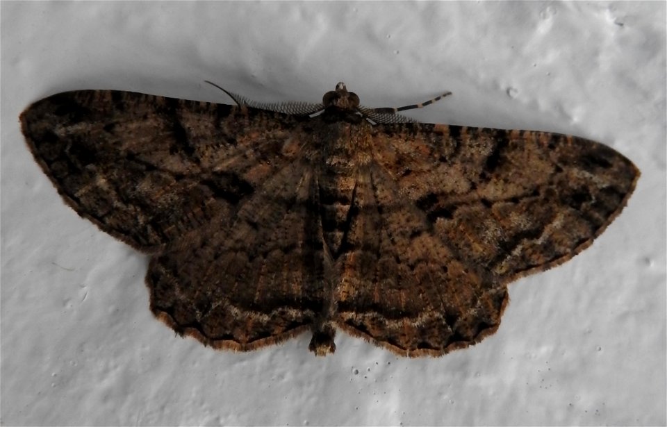 Peribatodes rhomboidaria