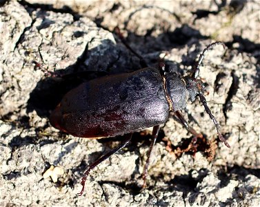 Dyląż garbarz
Latina:  Prionus coriarius
Deutsch:  Sägebock
Čeština:  Tesařík piluna