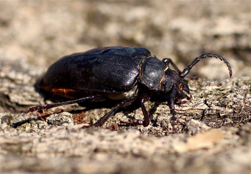 Dyląż garbarz
Latina:  Prionus coriarius
Deutsch:  Sägebock
Čeština:  Tesařík piluna