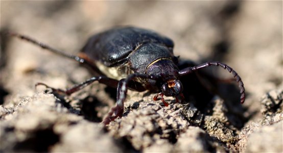 Dyląż garbarz
Latina:  Prionus coriarius
Deutsch:  Sägebock
Čeština:  Tesařík piluna
