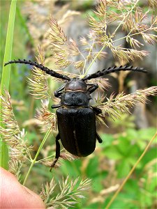 Prionus coriarius photo