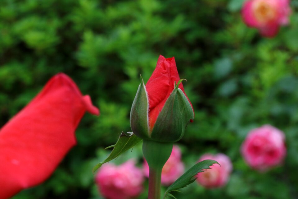 Spring nature beautiful