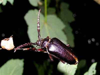 Unbestimmter Käfer, aufgenommen in der Mecklenburgischen Schweiz photo
