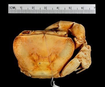 PRESERVED_SPECIMEN; ; 70% alc.; SYNTYPE. See: Peer, Nasreen, et al. 2017. Redescription of Potamonautes sidneyi (Rathbun, 1904) (Decapoda, Potamonautidae) and description of a new congeneric spec photo