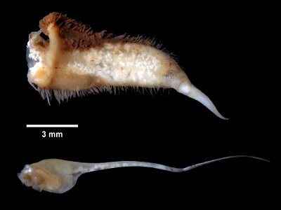 PRESERVED_SPECIMEN; ; 70% alc.; SYNTYPE. See: Peer, Nasreen, et al. 2017. Redescription of Potamonautes sidneyi (Rathbun, 1904) (Decapoda, Potamonautidae) and description of a new congeneric spec photo