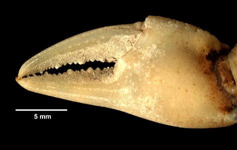 PRESERVED_SPECIMEN; ; 70% alc.; SYNTYPE. See: Peer, Nasreen, et al. 2017. Redescription of Potamonautes sidneyi (Rathbun, 1904) (Decapoda, Potamonautidae) and description of a new congeneric spec photo