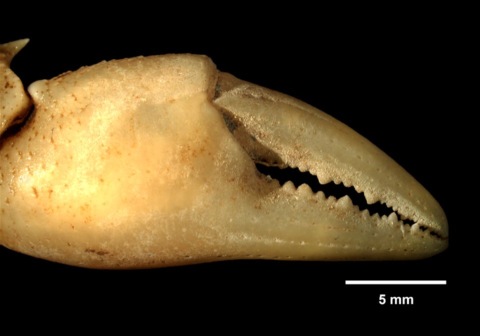 PRESERVED_SPECIMEN; ; 70% alc.; SYNTYPE. See: Peer, Nasreen, et al. 2017. Redescription of Potamonautes sidneyi (Rathbun, 1904) (Decapoda, Potamonautidae) and description of a new congeneric spec