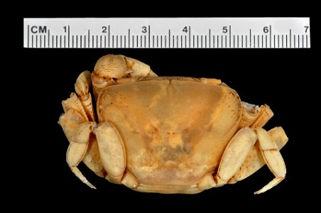 PRESERVED_SPECIMEN; ; 70% alc.; SYNTYPE. See: Peer, Nasreen, et al. 2017. Redescription of Potamonautes sidneyi (Rathbun, 1904) (Decapoda, Potamonautidae) and description of a new congeneric spec photo